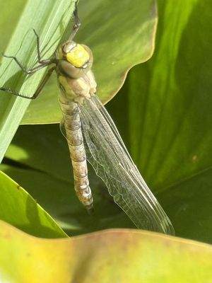neues Leben am Teich