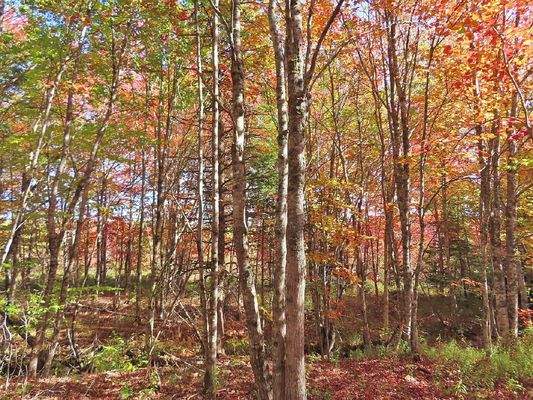 Nova Scotia - Smithfield - Wunderschönes 47-Hektar