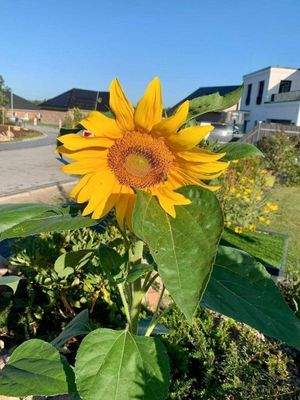 Sonnenblume lässt grüßen