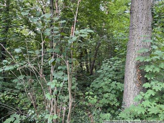 bewaldeter Teil des Grundstücks