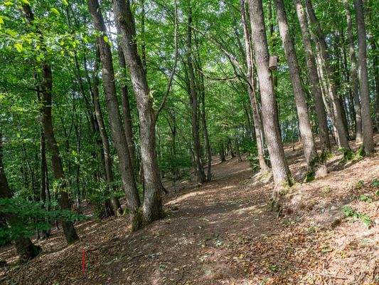 Grundstück_Waldstück
