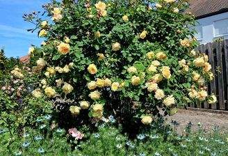 Rosenblüte