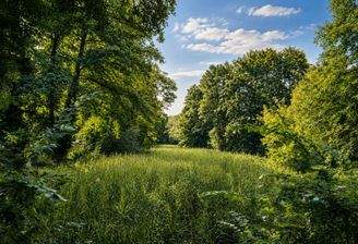 Der Lindenweiher