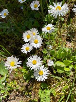.. einen eigenen Garten !