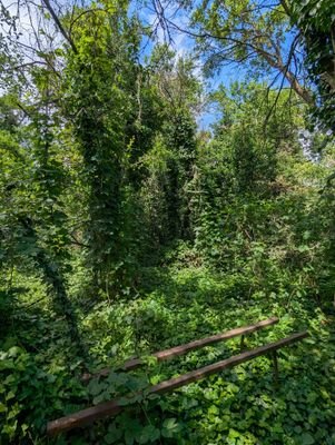 eigener Wald