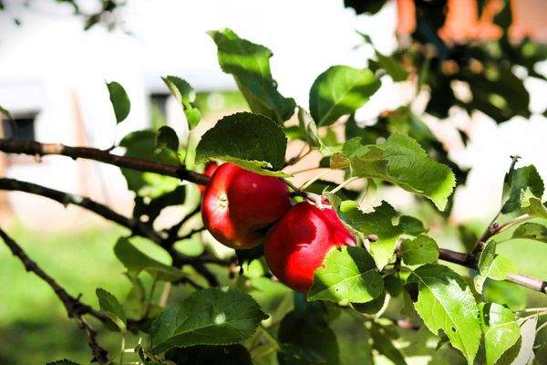 Idylle pur - verwunschene Natur und ruhiges Landleben