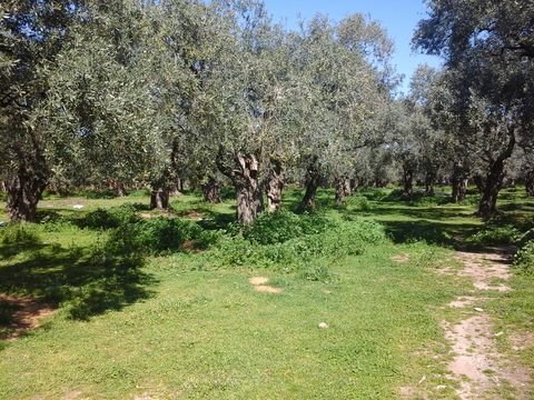Thassos Bauernhöfe, Landwirtschaft, Thassos Forstwirtschaft