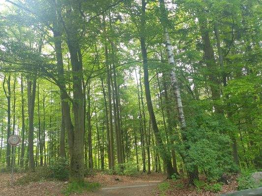 angrenzender Wald.jpg