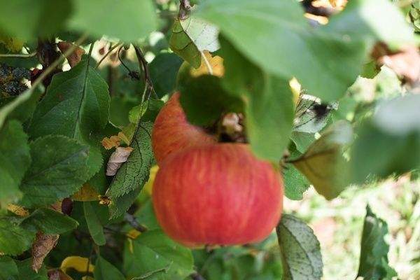 .. mit eigenen Obstbäumen !