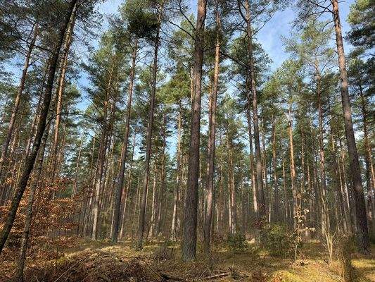 Blick in den Wald 
