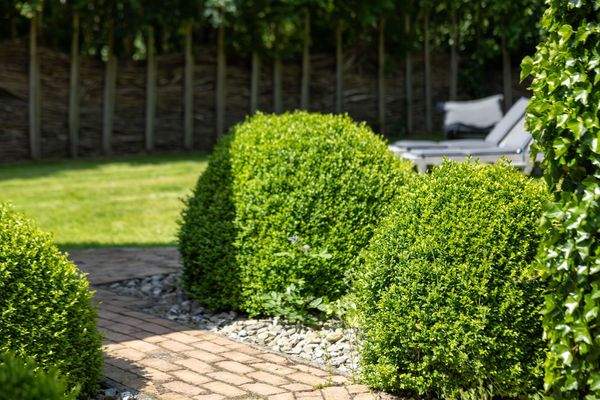 Garten mit Buchsbaum