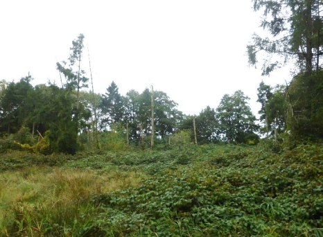 Nadelholzfläche Teilansicht von Osten