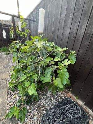 Garten mit Weinpflanzen