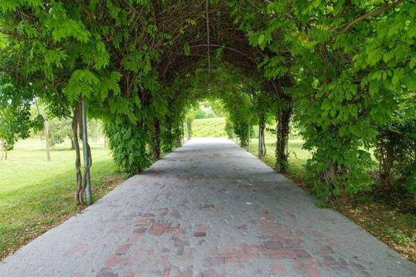 Abgang zu den alten Olivenbäumen 