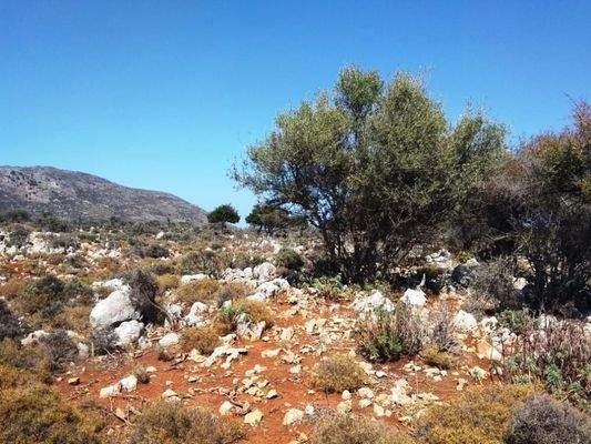 Kefalas: Abgelegenes Grundstück in Meeresnähe auf Kreta zum Verkauf