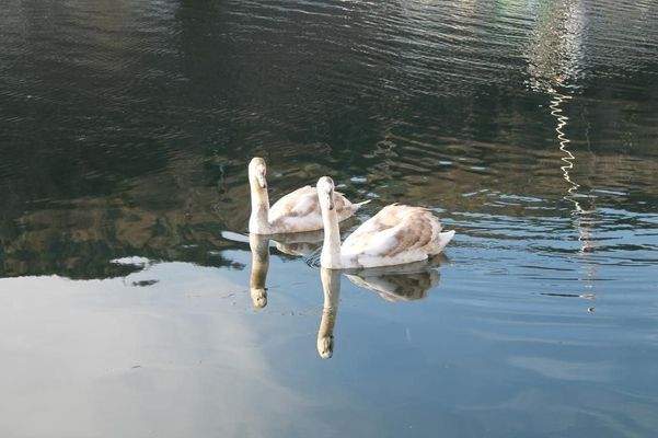 und am nahen See im Gleichklang