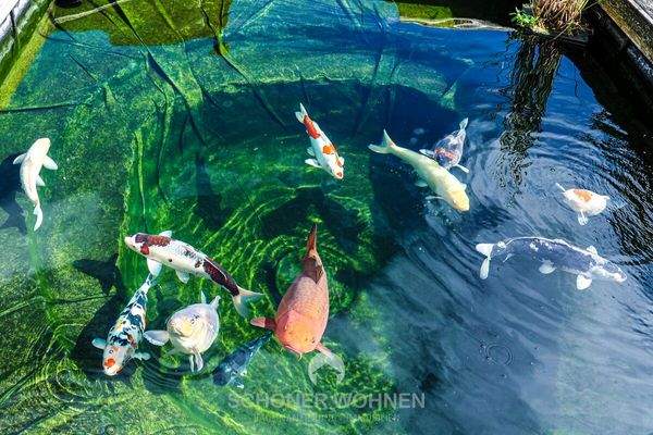 Detailansicht Teichanlage