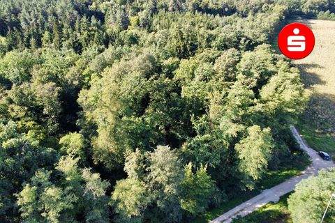 Altdorf Bauernhöfe, Landwirtschaft, Altdorf Forstwirtschaft