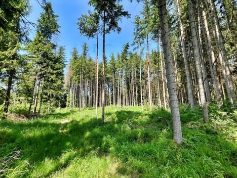 Buxheim Bauernhöfe, Landwirtschaft, Buxheim Forstwirtschaft