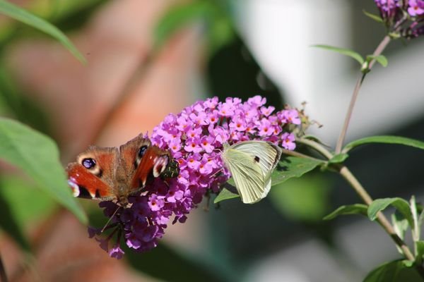 Natur pur!
