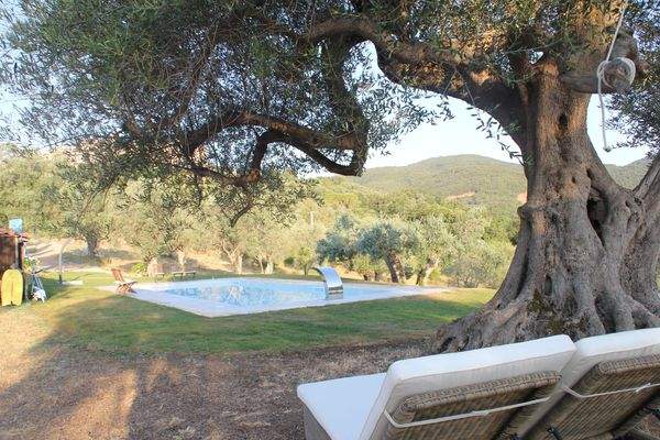Relaxen am Pool unter altem Olivenbaum