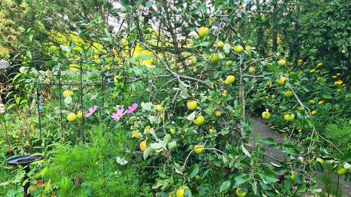 Garten_Apfelbaum