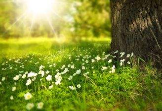 pixabay_spring-276014