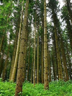 5330 Altbestand mit aufkommender Naturverjüngung.j