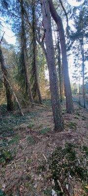 Grundstück mit Baumbestand 