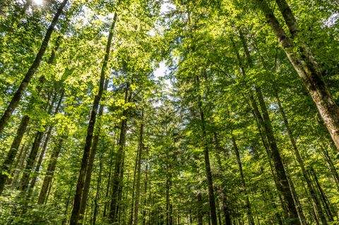 Aichstetten Bauernhöfe, Landwirtschaft, Aichstetten Forstwirtschaft
