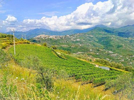 PE672_13 TERRA ITALIA IMMOBILIEN_LIGURIEN_WEINGUT_