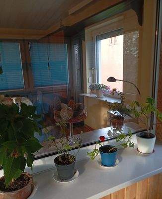 Blick in den Wintergarten