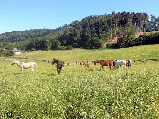 Aussicht Pferdekoppel