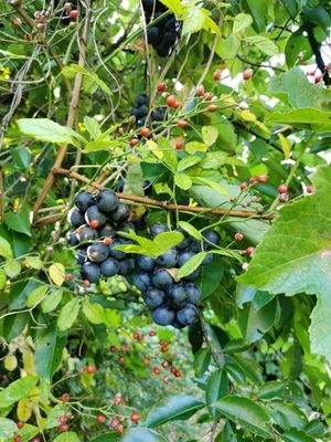 Wildrosen und Weinreben