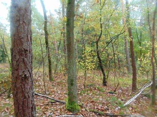 Waldgrundstück Bild 2.jpg