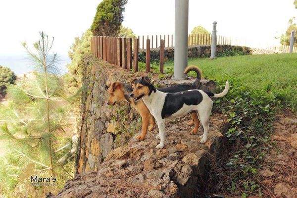 haus mit pferdestall und gästezimmer teneriffa zu verkaufen