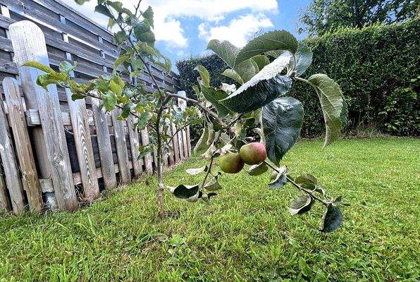Kleiner Apfelbaum im Garten