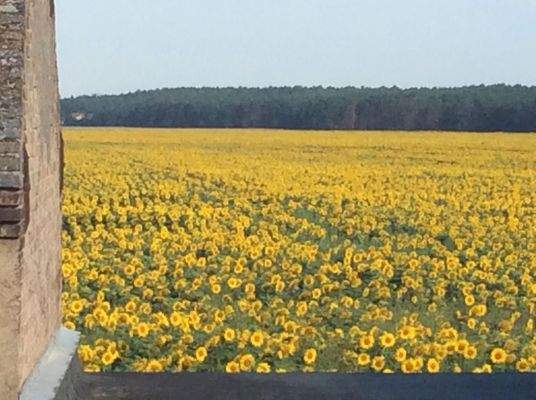 DG Terrasse, Sonnenblumenfeld