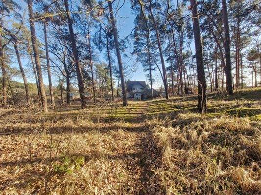 riesige Waldfläche vor dem Haus