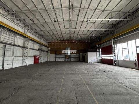 Meiningen Halle, Meiningen Hallenfläche