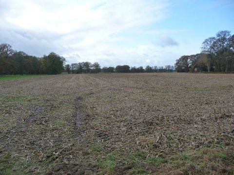 Badbergen Bauernhöfe, Landwirtschaft, Badbergen Forstwirtschaft