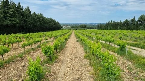 Avignon Bauernhöfe, Landwirtschaft, Avignon Forstwirtschaft