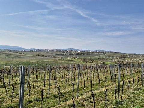 Freinsheim Häuser, Freinsheim Haus kaufen