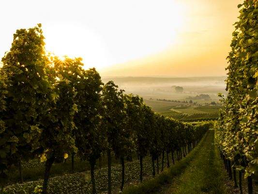 Weinreben