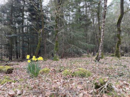 Kiefernbestand mit etwas Laubbaumbestand (Birke/Eiche)