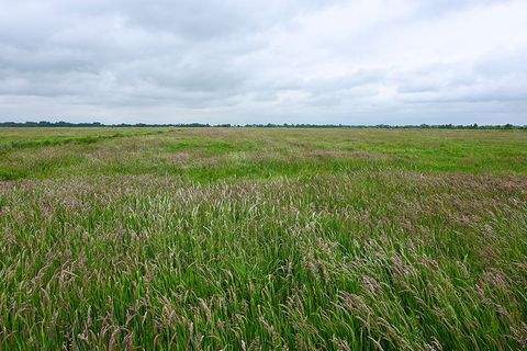 Bremen Bauernhöfe, Landwirtschaft, Bremen Forstwirtschaft