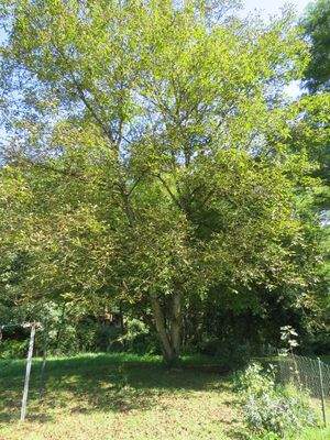 Blick zum Gartenanteil        