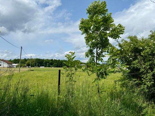 angrenzende Wiesenfläche 
