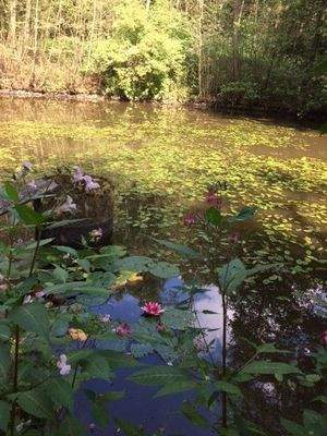 Weiher mit Seerosen