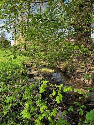 Rosenhainer wasser (2)